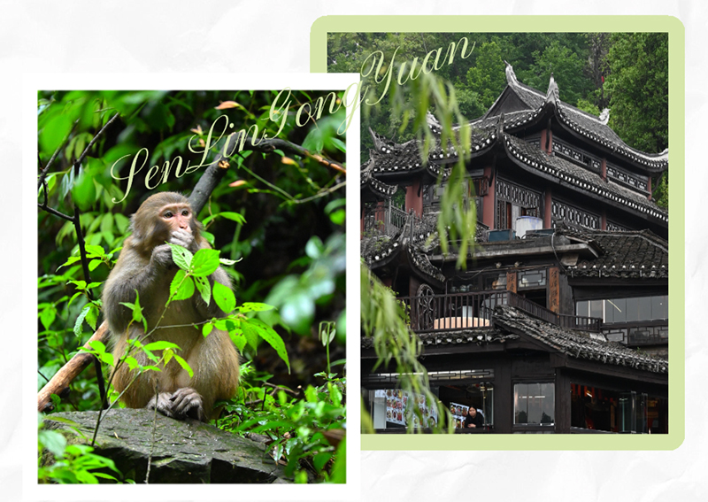 國(guó)家森林公園